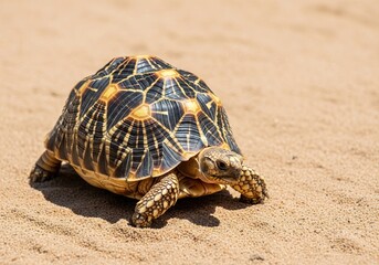 Obraz premium Tortoise walking on sandy beach with intricate shell patterns