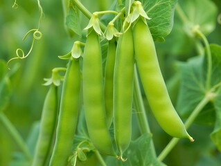 Fresh green pea pods hanging on a vine in a garden, showcasing the bounty of nature's edible harvest ready for picking