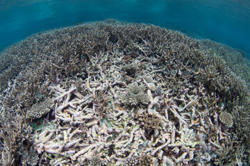 New coral colonies grow on a damaged reef amid the islands of Misool, Raja Ampat. This beautiful region harbors spectacular marine biodiversity and is known as the heart of the Coral Triangle.