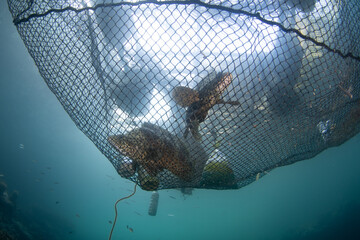 Humpback groupers, also known as Barramundi cod, have been caught and put in a fishing net to keep them alive until they can be transported to market in Raja Ampat, Indonesia.
