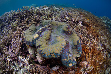 A giant clam, Tridacna gigas, grows on a shallow coral reef in Raja Ampat, Indonesia. This is the world's largest living bivalve and is an endangered species. 