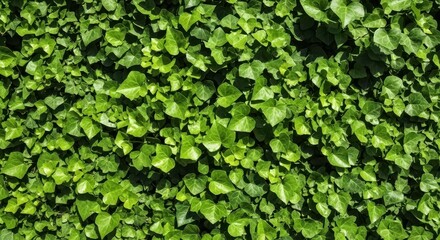 Abundant green ivy cascading foliage creates a verdant natural tapestry  landscape