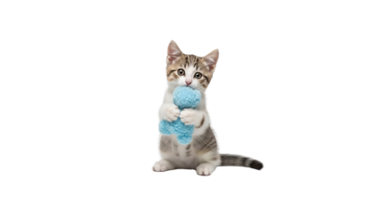 Cute kitten with blue toy ball