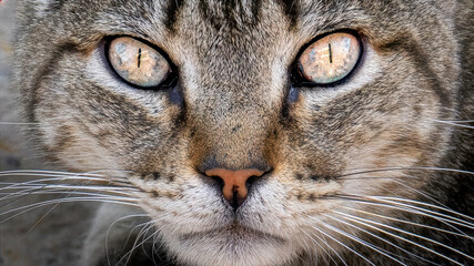 Extreme close-up of tabby cat face with intense eyes and detailed fur