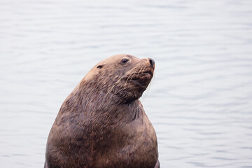 Large Sea lion Eumetopias jubatus female animal close up view at Valdez, Alaska