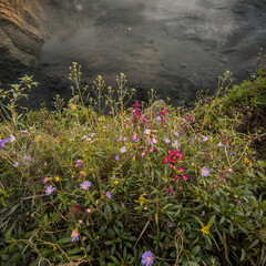 spring flowers in the mountains
