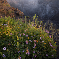 wildflowers in the mountains