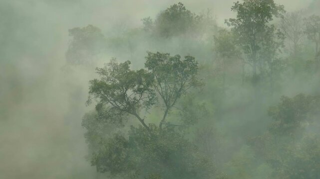Breathtaking drone aerial of a mist-covered forest landscape. Forests improve air quality, protect biodiversity, and balance the climate, making them essential to life on Earth. Thailand.
