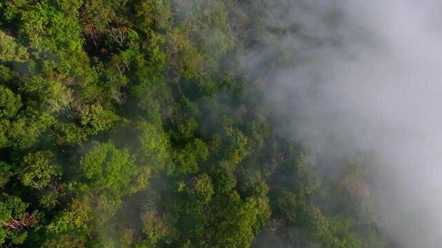 Aerial drone shot of dense tropical forest in fog. Forests combat climate change by capturing carbon, cooling the planet, sustaining biodiversity, regulating rain, and storing energy. Thailand.

