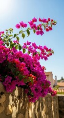Bougainvillea blooms cascading over a stone wall under a vibrant blue summer sky