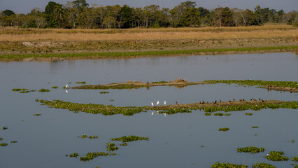 Naklejka premium Flock of Lesser Whistling Ducks or Dendrocygna javanica also known as Indian Whistling ducks and Egret at Kaziranga National Park wetland wide shot
