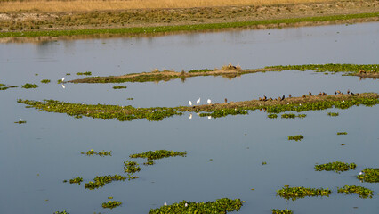 Obraz premium Flock of Lesser Whistling Ducks or Dendrocygna javanica also known as Indian Whistling ducks and Egret at Kaziranga National Park wetland mid close shot