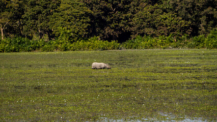One horned Rhino grazing in the wetlands of Kaziranga side view
