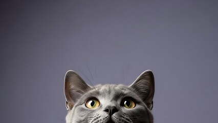 Curious Pet Cat Looking at Something Above