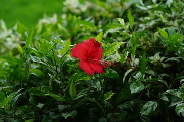 Hanging glass light bulbs with green leaves on a tree branch, outdoor decorative lighting concept with natural sunlight and blue sky background.