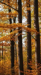 Autumnal tapestry: Trees in golden light create a serene natural impression