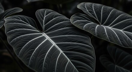 Close-up of velvety dark green elephant ear leaves with striking white veins, dramatic lighting.