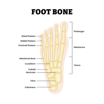 Foot bone structure diagram anatomy as feet bone skeletal education. Labeled phalanx, phalanges, metatarsus, cuboid, tarsus, talus. Medical education poster flat vector illustration.
