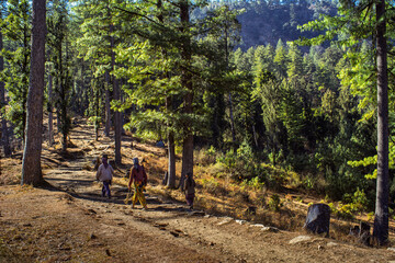 Autumn in the woods. : Daily life in the Himalayas: Women carrying out traditional wood gathering on a mountain trail in Uttarakhand.