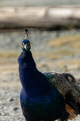 peacock outside on a sunny day.