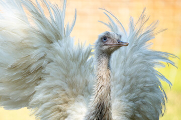 Emu showing off its plumage on a sunny day.