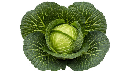 Obraz premium Green cabbage isolated on transparent background