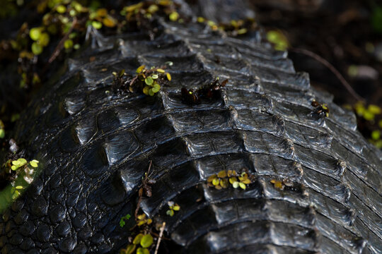 The scaly skin of an American alligator (Alligator mississippiensis), in south Florida