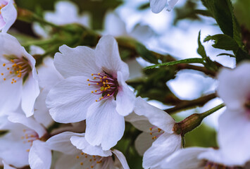 ソメイヨシノ7ー16