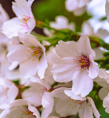 ソメイヨシノ7ー15