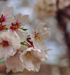 ソメイヨシノ7ー8