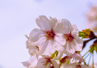 ソメイヨシノ7ー5