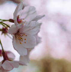 ソメイヨシノ7ー3