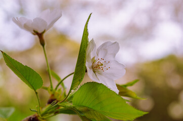 ソメイヨシノ7ー2