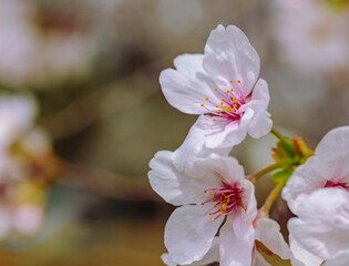 ソメイヨシノ7ー7