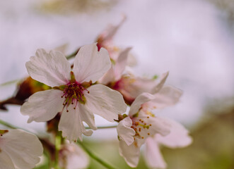 ソメイヨシノ7ー1