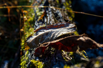 晩秋の朝、苔むした倒木の上で初霜の結晶を纏い輝く落ち葉のクローズアップ