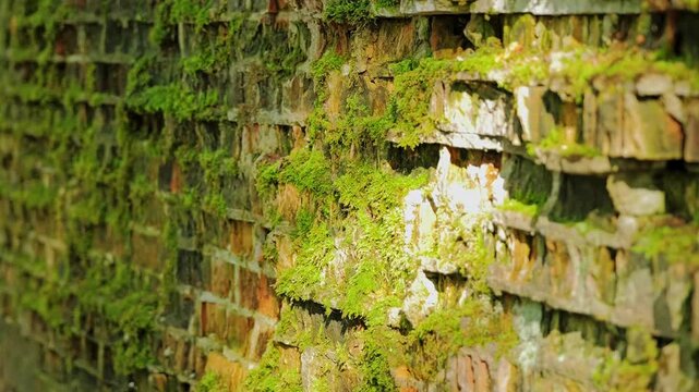 Historic WWII bunker wall overgrown with green moss Wolfs Lair Poland