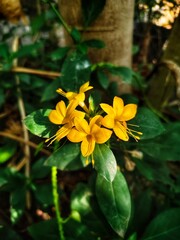 Yellow wildflowers are in bloom.