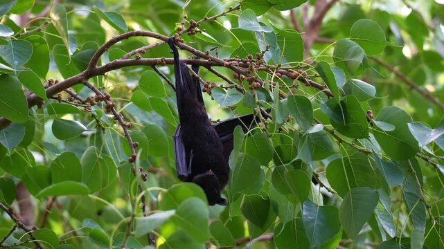 A wild Australian flying fox hanging upside down from the tree branch amidst lush greenery, feeding on the fruits close up shot.