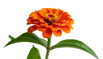 Bright orange flower in full bloom, green leaves, dark background