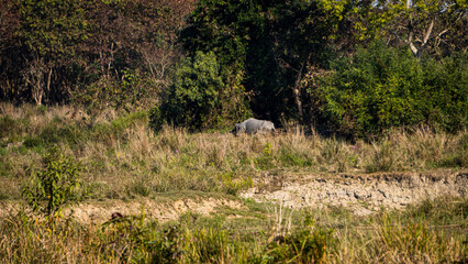 Indian one horned Rhino sleeping under the afternoon sun at Kaziranga National Park
