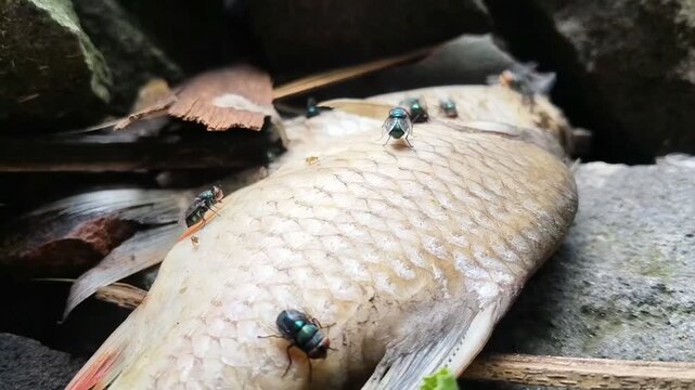 Closeup of flies gathering on a dead fish lying on stone surface, showing natural decay process and insect activity in outdoor environment