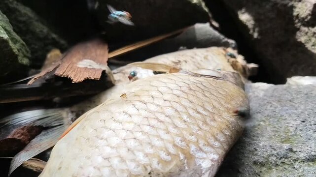 Closeup of flies gathering on a dead fish lying on stone surface, showing natural decay process and insect activity in outdoor environment