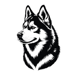 Elegant husky portrait a striking black and white illustration of a canine © ariyan