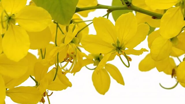 Bright Yellow Cassia Fistula Flowers Blossom On Green Stem White Background