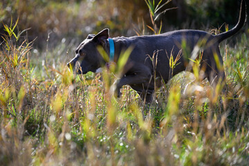 Rescue pitbull mix dog enjoying life running through tall fall grass in an off leash dog park, fun and fresh air recreation and exercise, Marymoor Park, Redmond, Washington
