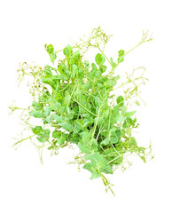 Obraz premium Fresh Green Pea Shoots PNG - Isolated Matar Shak (Pea Greens) on Transparent Background A high-resolution PNG graphic of a bunch of fresh organic pea shoots, also known as Pea Greens or Matar Shak