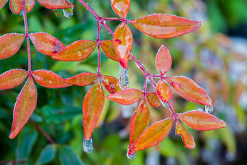 紅葉したナンテンの葉に凍り付いた夜露のつらら / Frozen night dew icicles on colorful Nandina leaves in winter morning