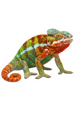 Fototapeta premium striking image of a panther chameleon displaying its vibrant scales, ridges, and signature casque against a black backdrop, with direct eye contact
