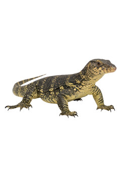 detailed photograph of a wild water monitor lizard basking in the sun, its scaly skin and sharp claws visible, ideal for nature and wildlife blogs.